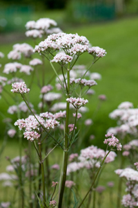 Valerian